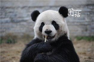 来熊猫基地的外国明星,共赴生态环保之旅”